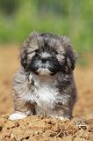 LHASSA APSO 111